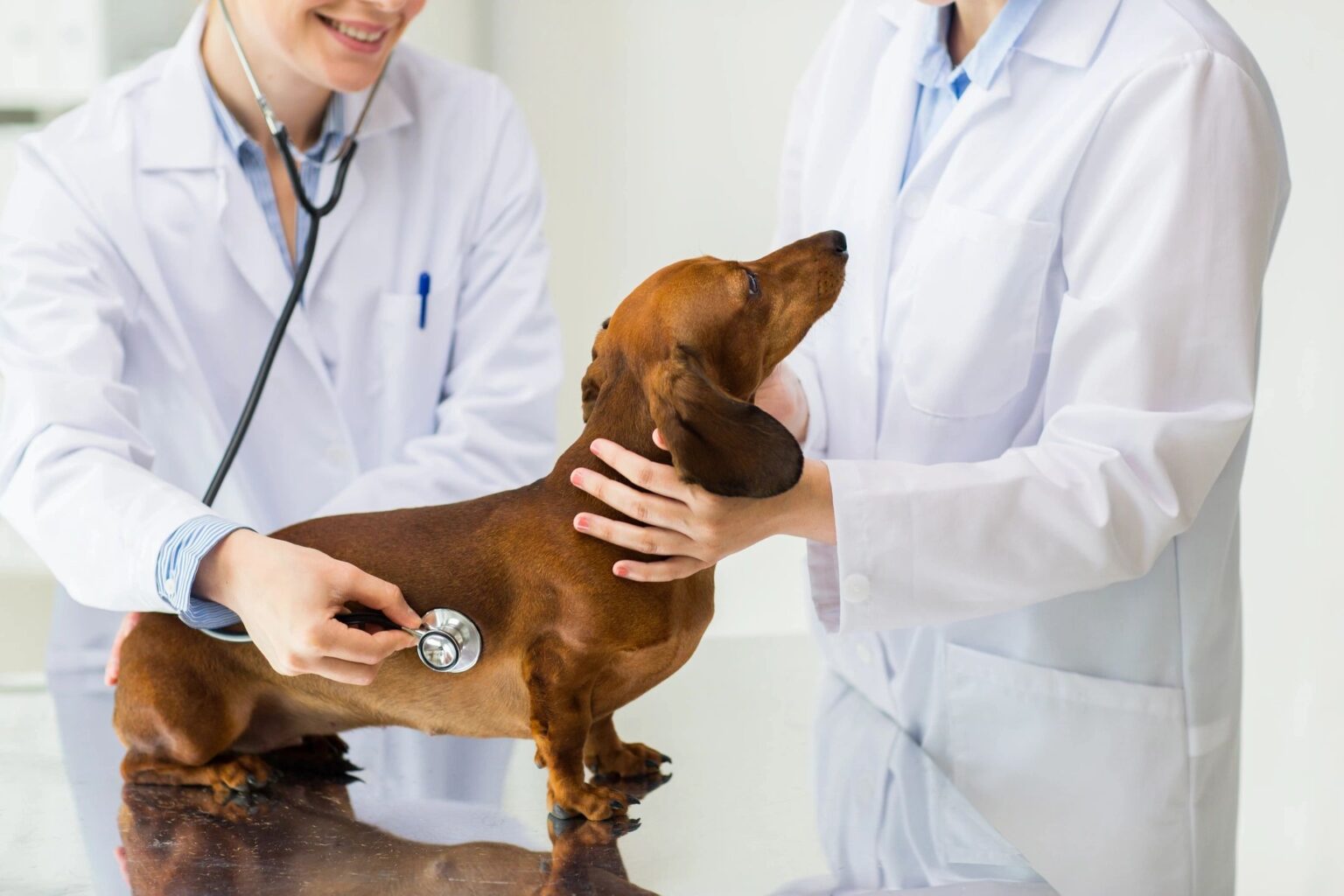 Expert Veterinarians Godley Station Animal Hospital